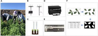 A dataset for estimating alfalfa leaf area and predicting leaf area index